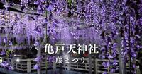 【ライトアップされた藤の花を見に行こう！】4/18 18時　亀戸天神社　藤まつり【参加費還元！】