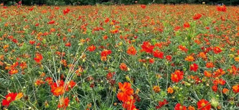 🌸📷カメラお持ちの方新橋の浜離宮庭園ヘ行こう💐
