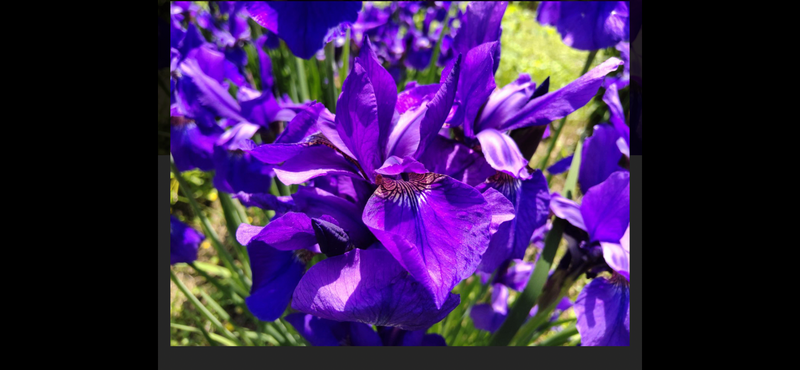 🌸📷カメラお持ちの方新橋の浜離宮庭園でお花を写真撮影行こう💐