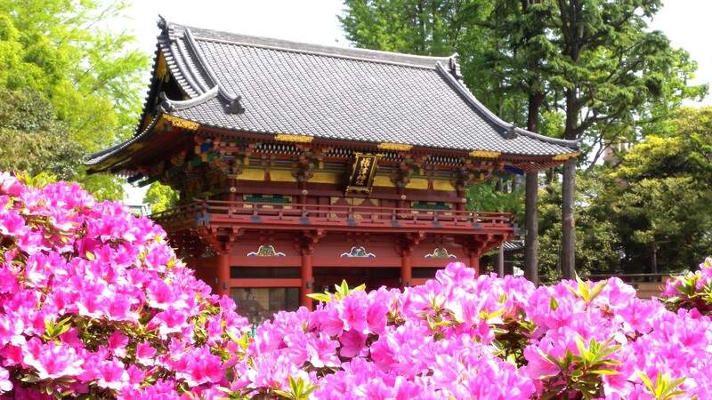 【男女共催】千駄木から根津に散歩し、文京つつじまつりに行こう【歴史解説付き】