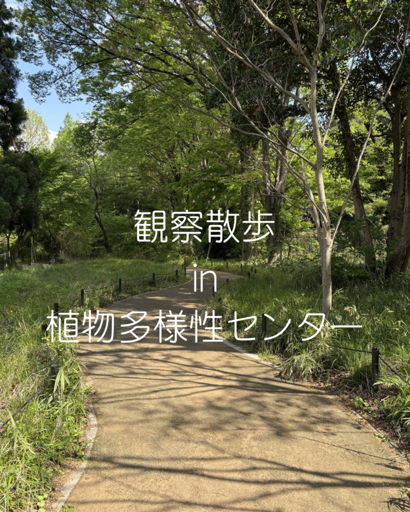 観察散歩 in 植物多様性センター