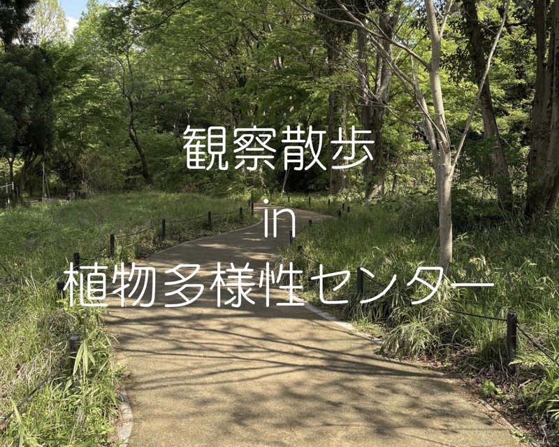 観察散歩 in 植物多様性センター