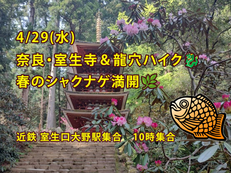 【4/29開催】奈良・室生寺＆龍穴ハイク🐉春のシャクナゲ満開！初心者・1人参加大歓迎