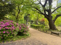 🚶🏻【日比谷公園】朝さんぽ と カフェトーク