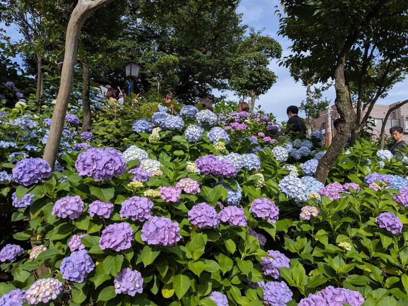 【20代主催】梅雨あじさい名所・白山神社と歴史めぐり散歩⛩️🐌