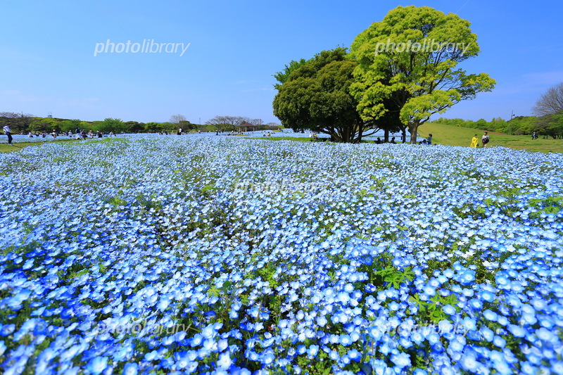 【5/4（月） 14:00〜】GWに初夏のお花を観に行きましょう☺️💐@昭和記念公園　女性主催！20〜30代前半！