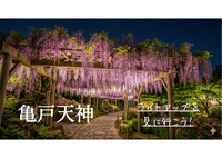 🌸1人参加OK◎亀戸天神へおでかけ交流会（20代30代）