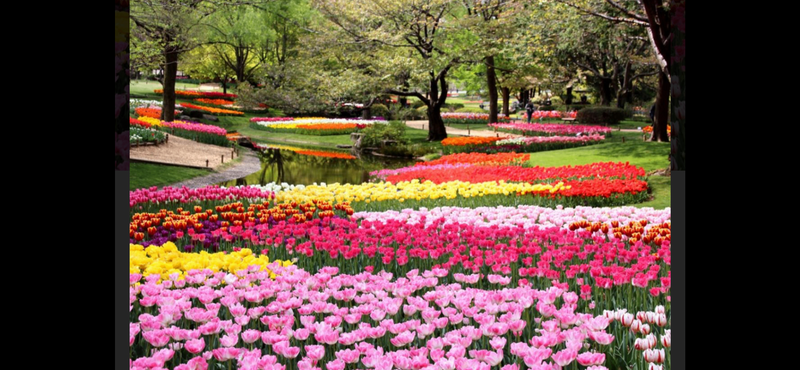 【立川昭和記念公園🌷春のチューリップ＆ネモフィラ鑑賞会！自然好きな方、多彩な花のじゅうたんを満喫しよう✨