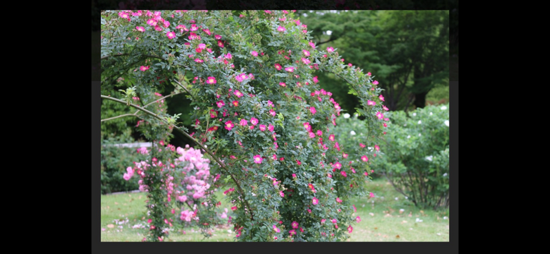 【🈳🌲皇居でお花を🌼🌸💐カメラ📷で撮影しましょう