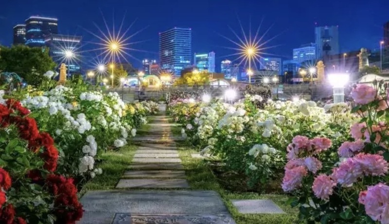 中之島公園バラ園撮影会(5/24)