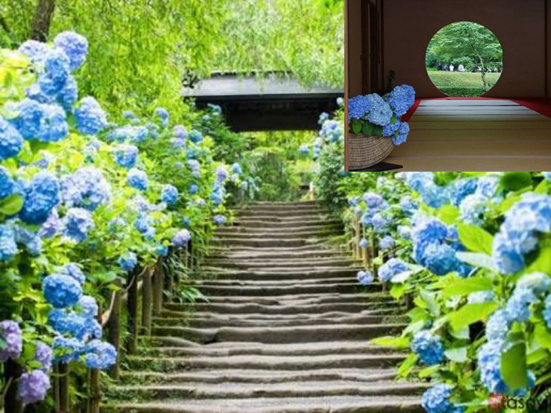 【鎌倉のあじさい寺へ行こう！】6/20 11時　鎌倉　明月院周辺であじさい巡り！【参加費還元！】