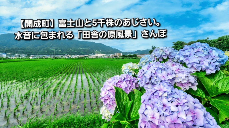 ​​​【開成町】富士山と5千株のあじさい。水音に包まれる「田舎の原風景」さんぽ