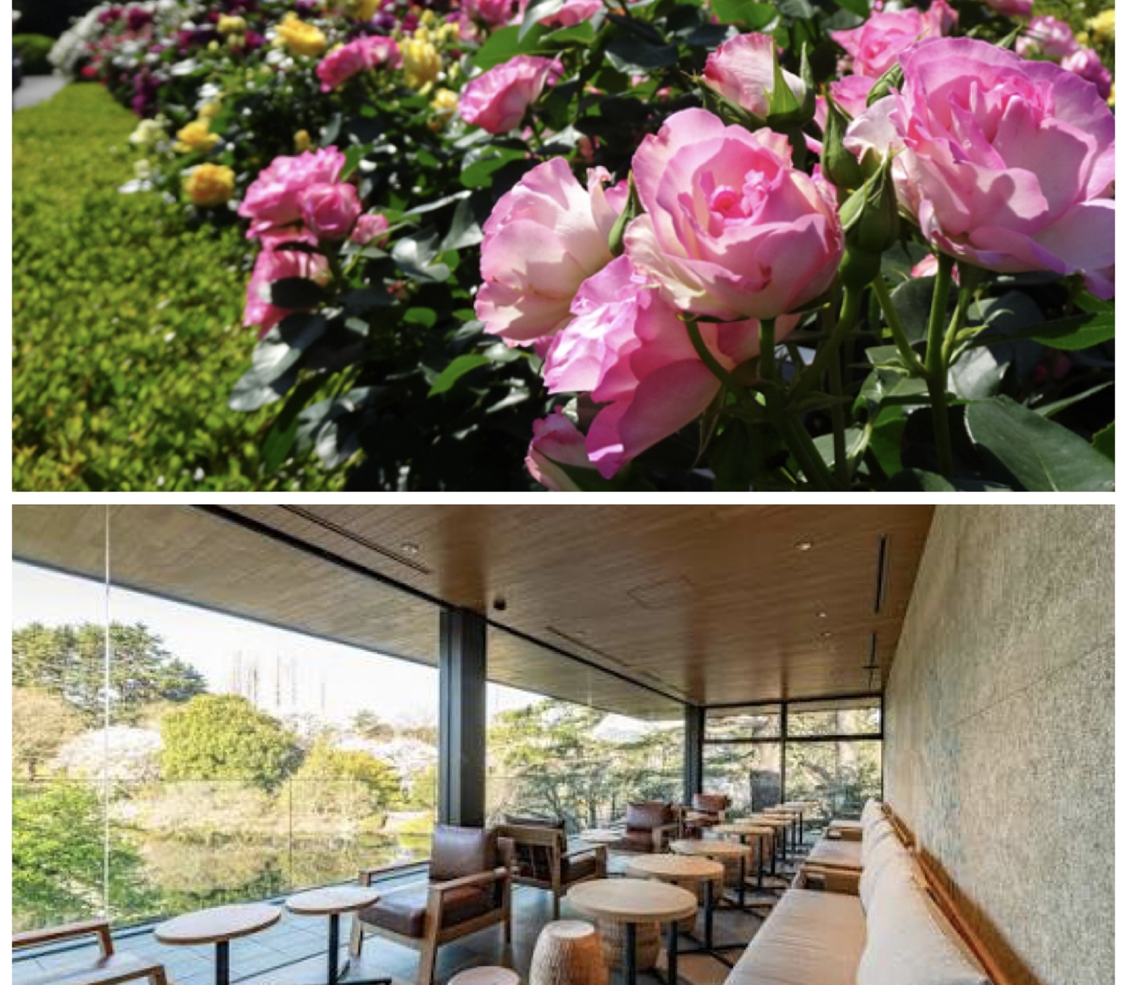 【女性主催/20〜30代】（無料の日）新宿御苑薔薇鑑賞と園内大人気スタバ🌹☕️