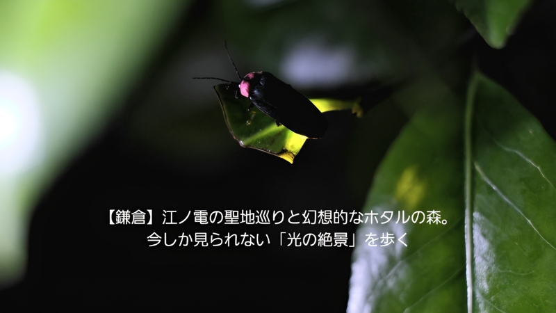 ​​​​【鎌倉】江ノ電の聖地巡りと幻想的なホタルの森。今しか見られない「光の絶景」を歩く