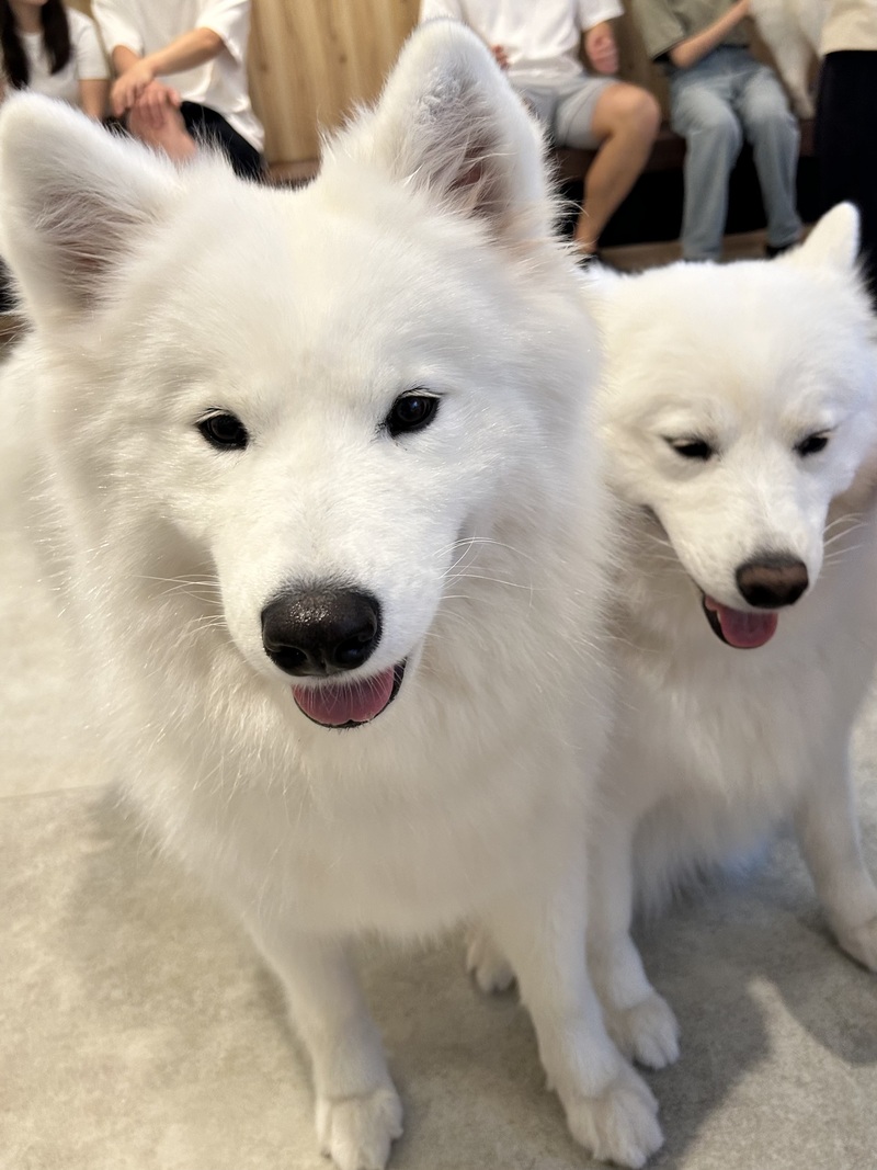 【女性主催】5/30(土)サモエドカフェに行こう！！！