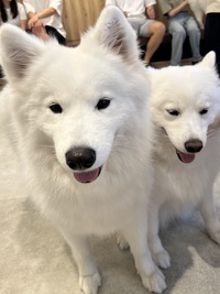 【女性主催】5/30(土)サモエドカフェに行こう！！！