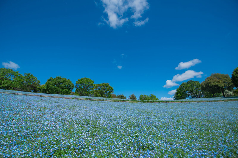 【カメラ散歩】ネモフィラ＆季節の花々を愛でながらフォトウォーク🚶
おひとり様・初心者大歓迎🌈