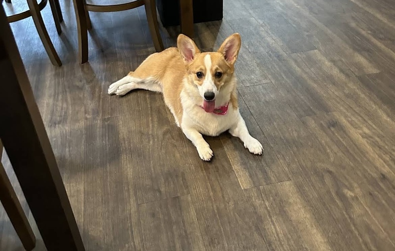 一緒に🐶わんこ🐶がいるお店でカフェしませんか？