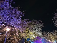 5/24(日) 【夜活】持ち寄りピクニック🌃🚶‍♀️