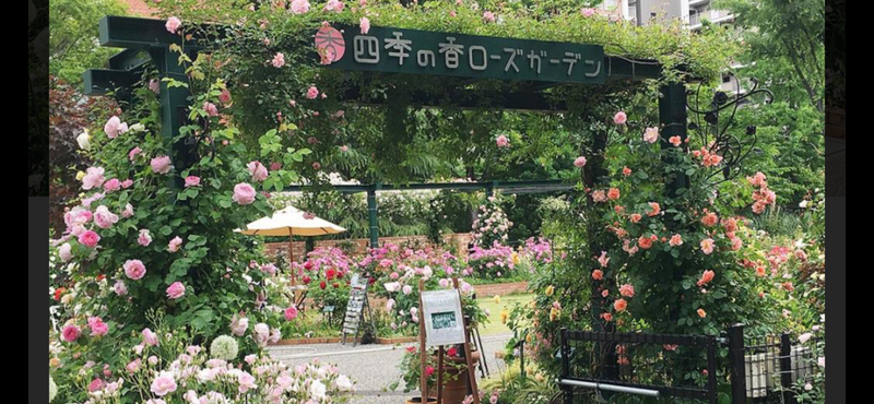 【📷カメラ📷で撮影光が丘公園バラ園】色とりどりのバラに囲まれる特別な一日🌹✨