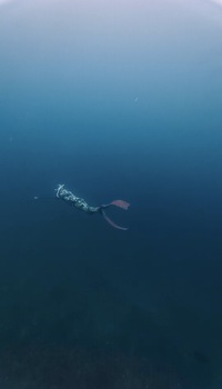 5月13日(水)西伊豆方面　スキンダイビング 初めましての方大歓迎!!