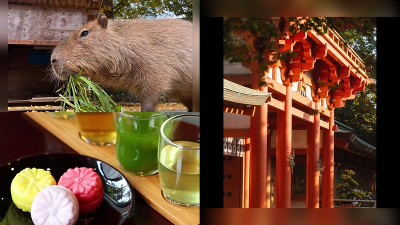 【女性主催】武蔵一宮氷川神社と大宮公園の動物園&ピクニックにいこう！