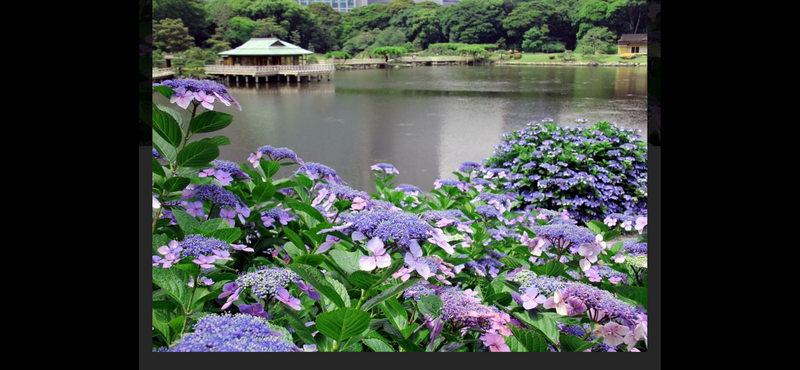 🌸新橋の浜離宮庭園で紫陽花をカメラ📷やスマホ📱でお花を写真撮影行こう💐