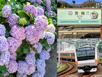 【20代主催】ホリデー快速🚃でおでかけ🎵酒蔵も見学🍶青梅あじさい旅