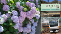 【20代主催】見て👀食べて😋遊ぶ😆ホリデー快速🚃でおでかけ🎵青梅あじさい旅