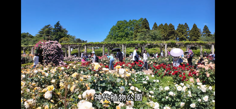 【🈳203040代の方限定カメラで📷撮影スポット🍃シャボン玉🫧が飛ぶ神代植物公園春のバラ散策🌺イベント