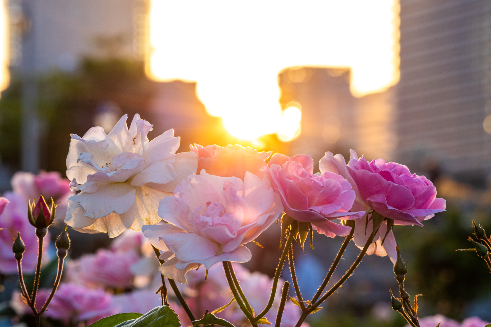 【中之島公園】バラ園フォトウォークしませか？🌹📸
