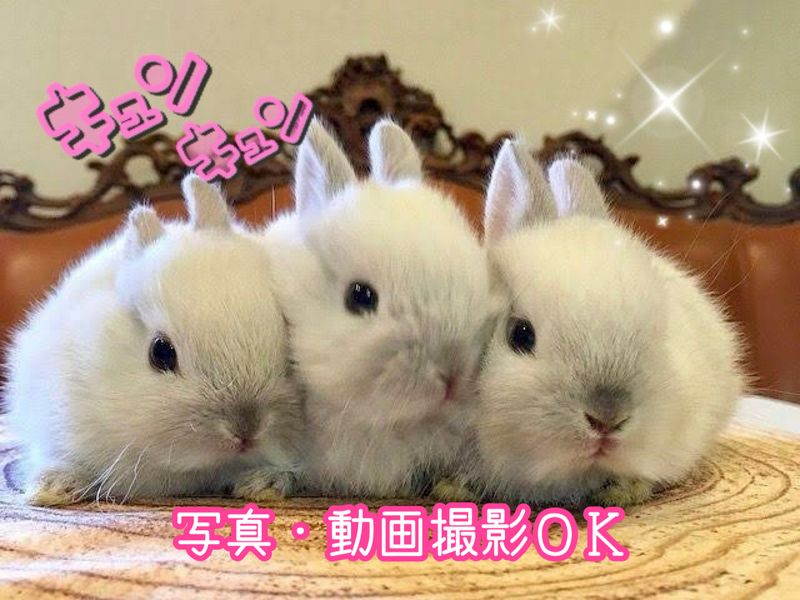 【30代〜50代】うさぎさん🐰と遊べる『うさぎカフェ』でもふもふしよう☺️写真 動画撮影OK！