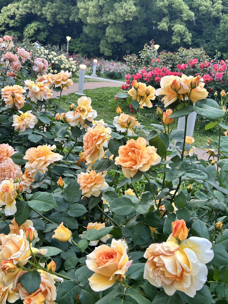5/24（日）朝活☀️8:30-9:30
パン🥐&写真📷【20代女性🌱】
 
