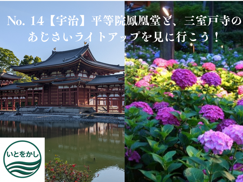 No. 14【宇治】平等院鳳凰堂と、三室戸寺のあじさいライトアップを見に行こう！