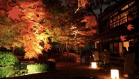 【30代・40代限定】江戸たてもの園のもみじ🍁ライトアップに行こう✨