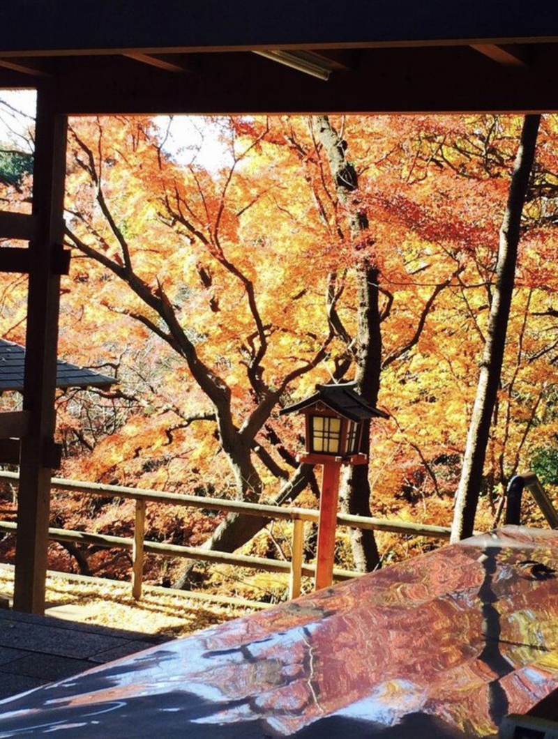 【早割中】自然豊かな等々力渓谷で紅葉散策しよう〜🍁🚶