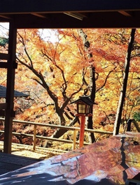 【早割中】自然豊かな等々力渓谷で紅葉散策しよう〜🍁🚶