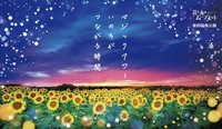 🌻【30代・40代】約2万5,000本のひまわりと幻想的なライトアップを見に行こう