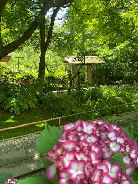 白山駅スタート　散策食べ歩きパワースポット神社会 紫陽花が綺麗な季節　紫陽花まつり　街ぶら 下町食べ歩き