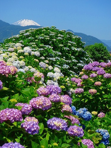 大雄山最乗寺＆明神ヶ岳⛰初夏限定の紫陽花＆絶景トレッキング体験🌸
