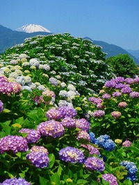 大雄山最乗寺＆明神ヶ岳⛰初夏限定の紫陽花＆絶景トレッキング体験🌸