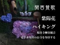【６月６日(土)京都・長岡京】花手水の楊谷寺・紫陽花ハイキング🥾一人参加・初心者歓迎🍀