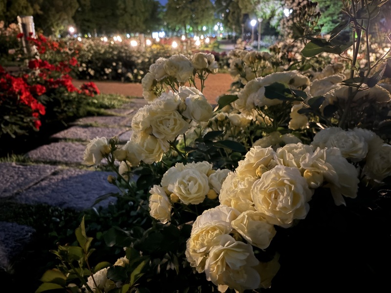 6/1(月) 公園のバラ園でゆったり夜さんぽ🌃🌹