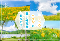 一面を埋め尽くすニッコウキスゲが広がる霧ヶ峰高原を歩くイベント！