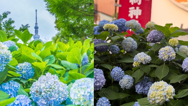 【女性主催】浅草の紫陽花と神社仏閣巡り