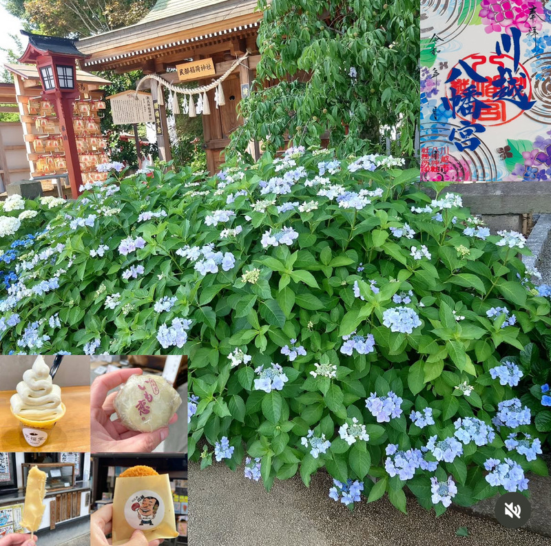 【川越あじさい祭りに行こう！】6/14 14時　川越熊野神社～川越八幡宮【参加費還元！】