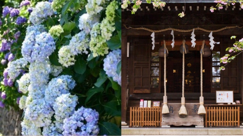 【女性主催】王子駅の紫陽花と神社巡りをしよう！
