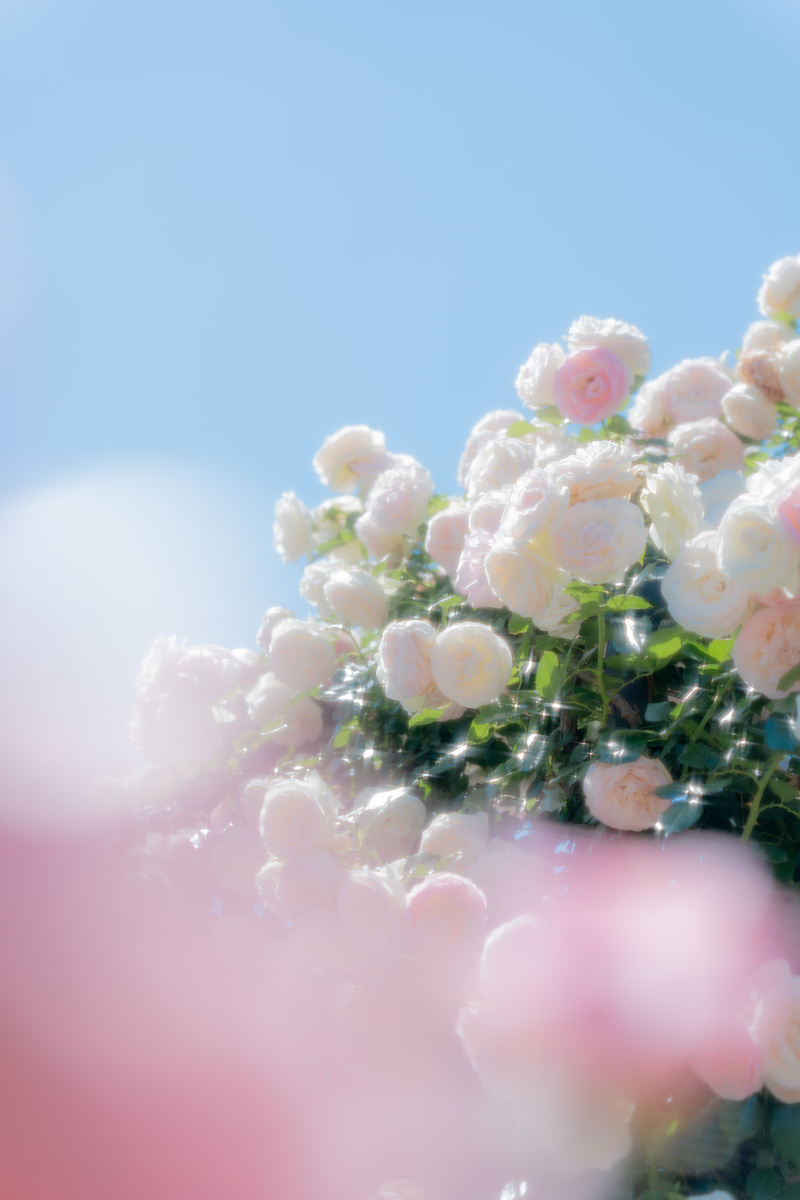 【中之島バラ公園】フォトウォーク朝活お写活🌹📸