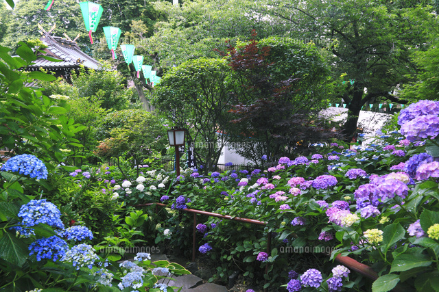 【男女共催】白山神社あじさい祭りに行き、後楽園まで散歩しよう【解説付き】