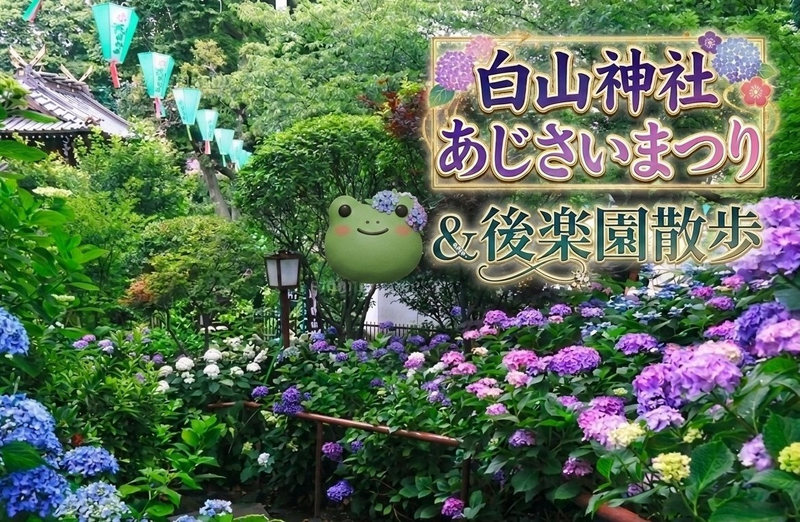 【男女共催】白山神社あじさい祭りに行き、後楽園まで散歩しよう【解説付き】